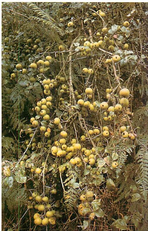 Apple tree, a wild variety