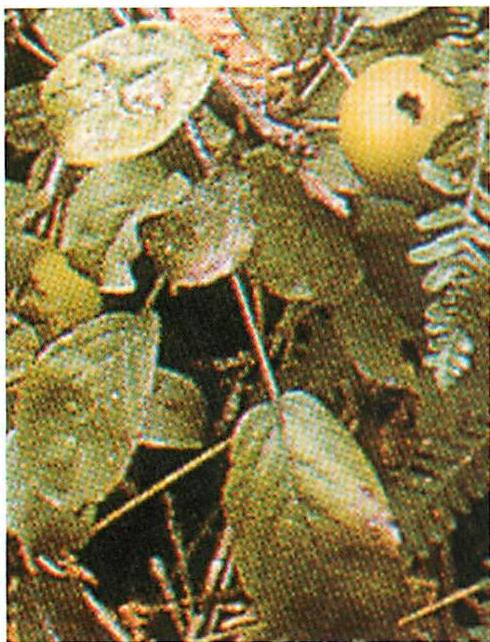 Enlargement showing individual leaves