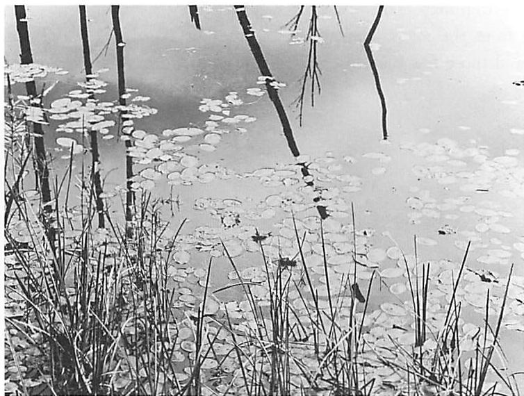 The reeds at the edge of a lake are given their intense ecological life by a system of coherent living centers, large and small: the open water, the lily pads, the reeds, the groups of reeds with common roots, the fallen branch.