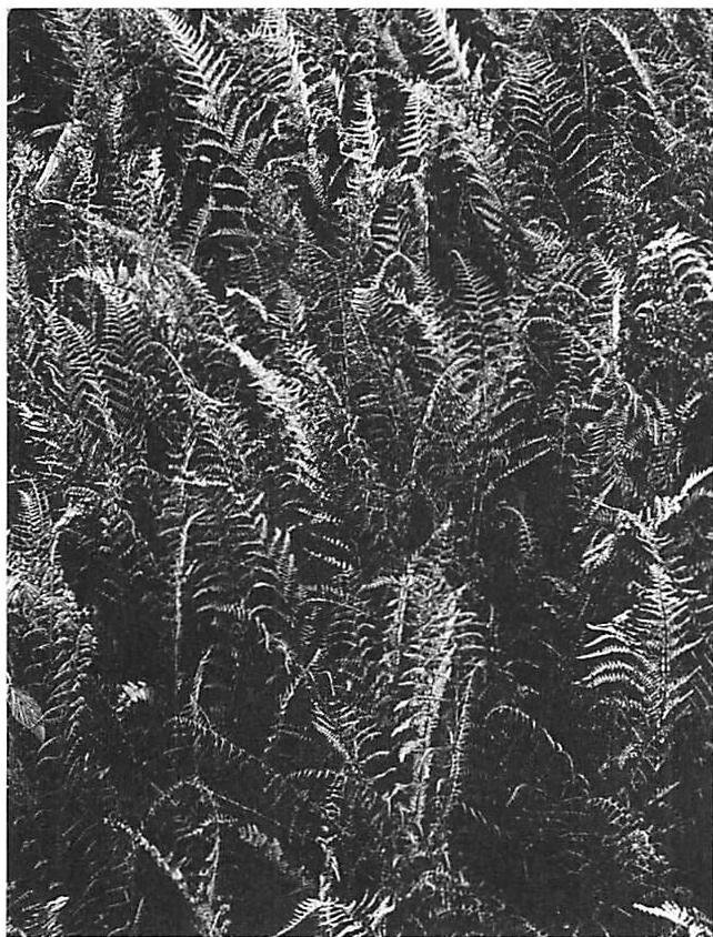 Alternating repetition in a glade of woodland ferns, their fronds, the spaces between the fronds, and the space between the ferns.