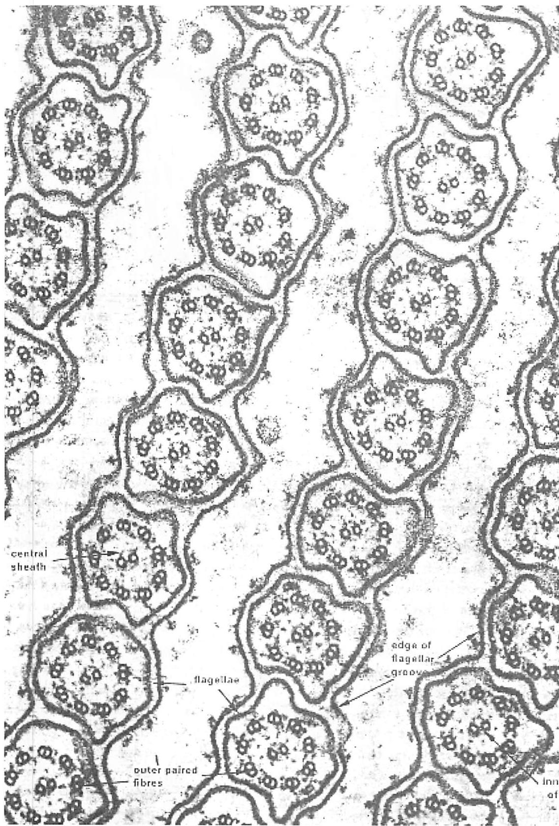 Flagellae in cell structure form their own distinctive level of scale in the cell-nucleus, and provide still smaller levels of scale in the flagellar groove, and in the central sheath and outer fibers of each part.