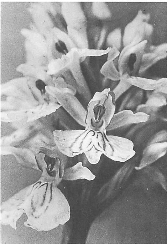 Common spotted orchid: Each flower, not shaped as a symmetric structure, still forms a coherent whole which forms, center-like, as the flower opens.