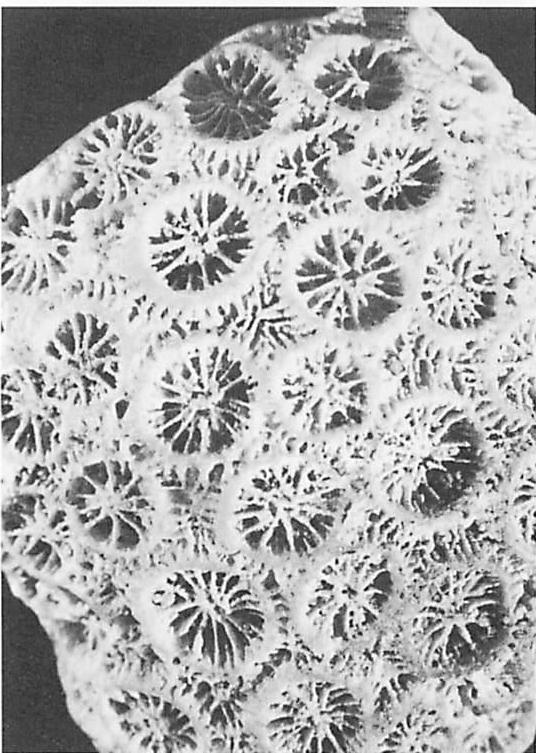 A lump of coral: the centers are obvious.