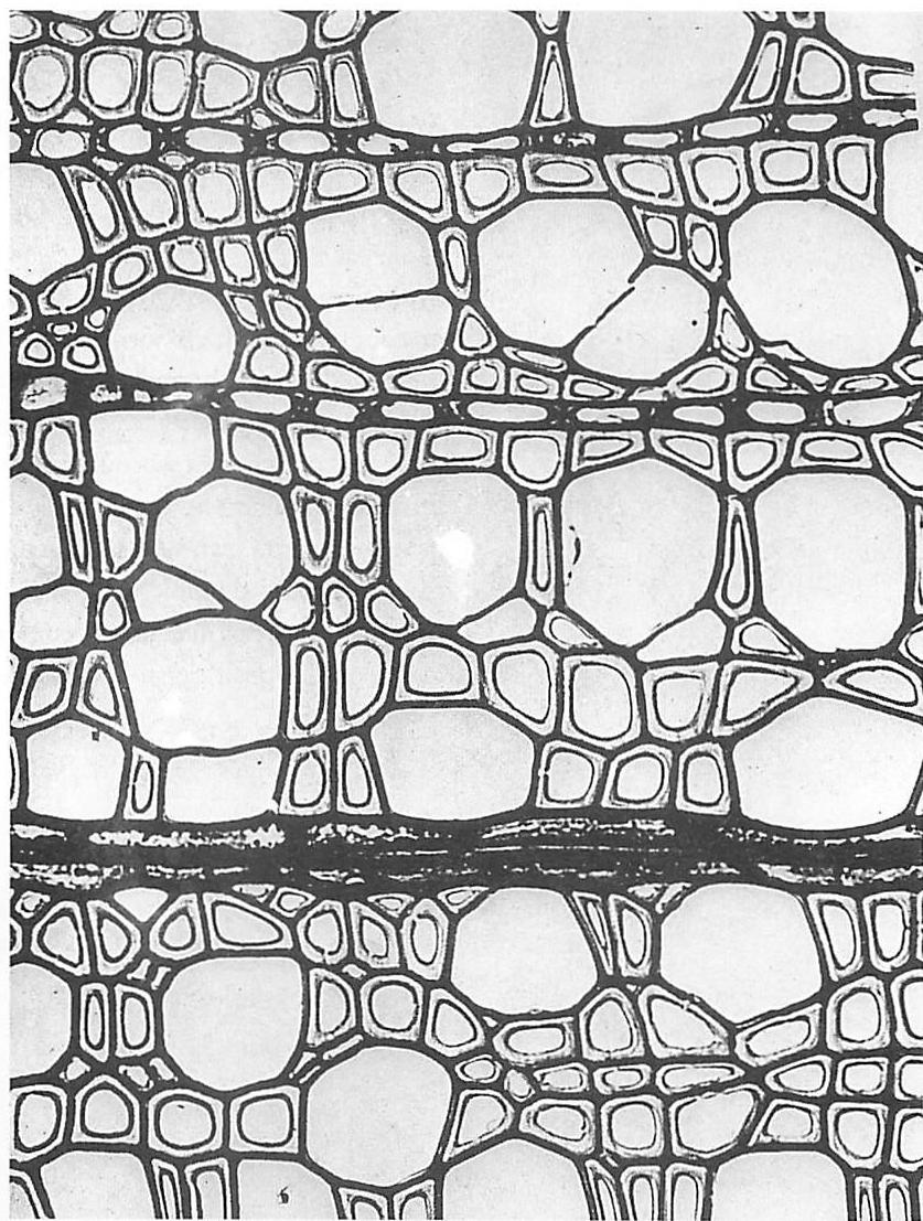 Layers of boundaries in wood tissue
