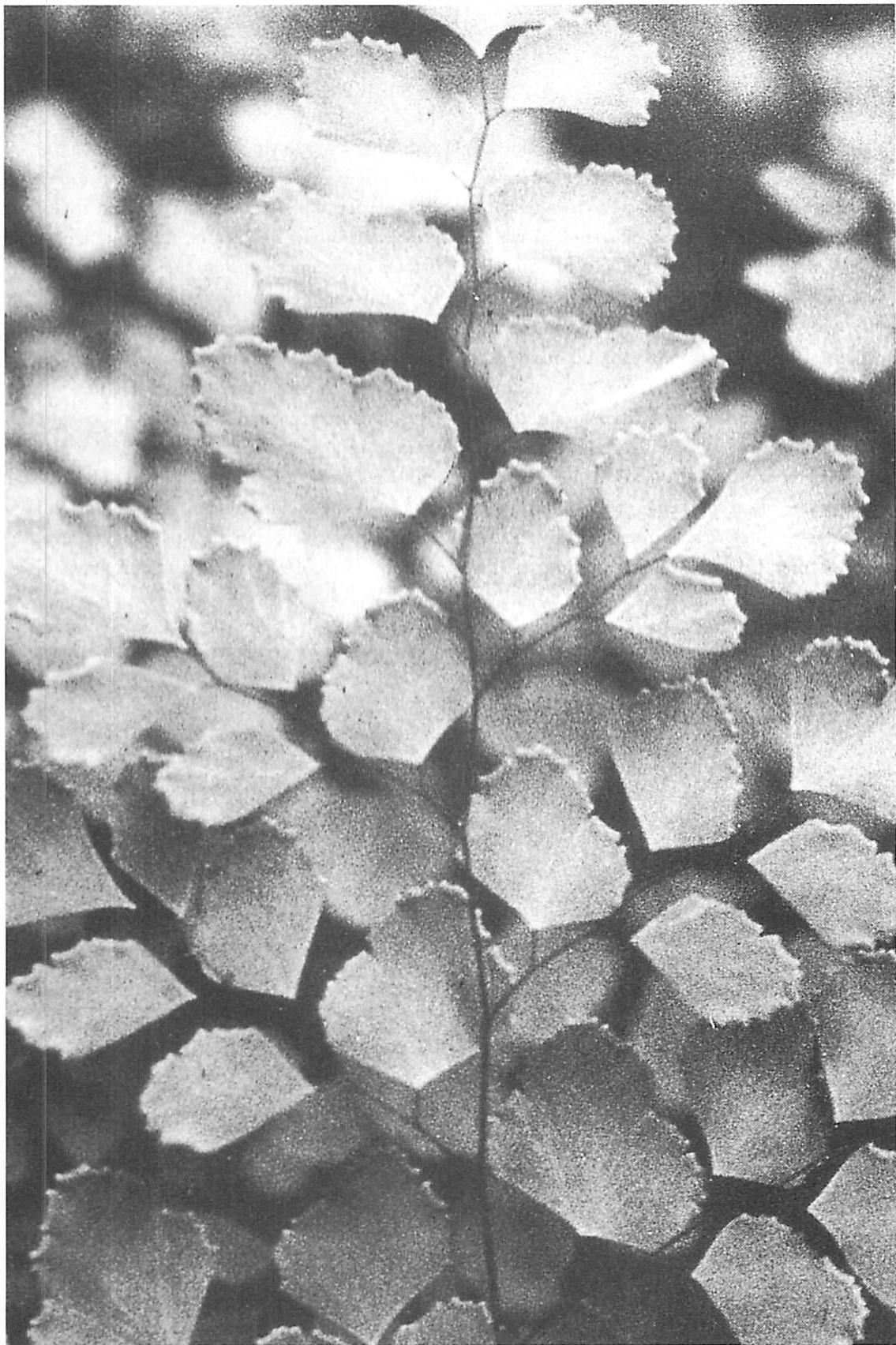 Beautiful leaves and the positive space between them