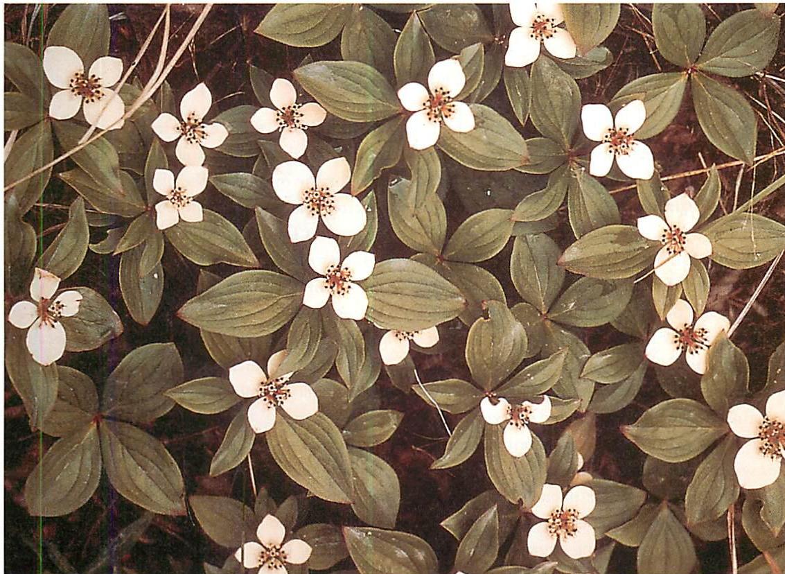 Cornus Canadensis (Dwarf Dogwood or Bunchberry): another example of local symmetries