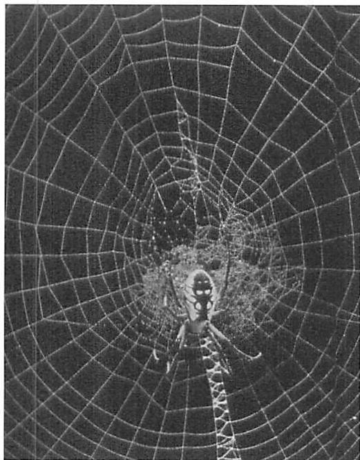 Gradients in a spider's web