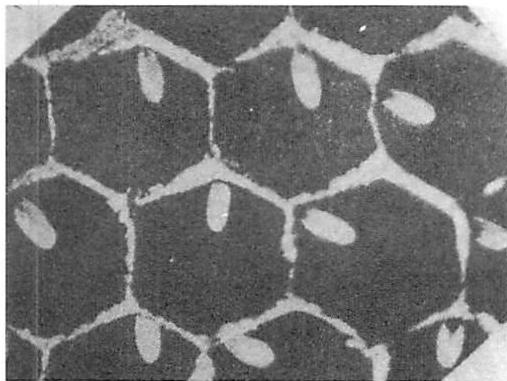 Slight variations in the cells of a honeycomb