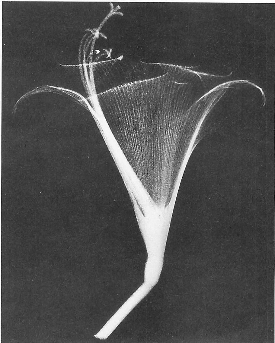 X-ray of a lily showing echoes of a single family of forms