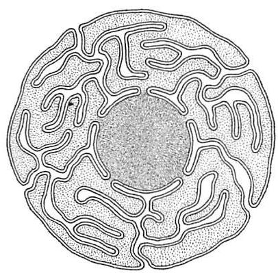 Boundary around a human cell