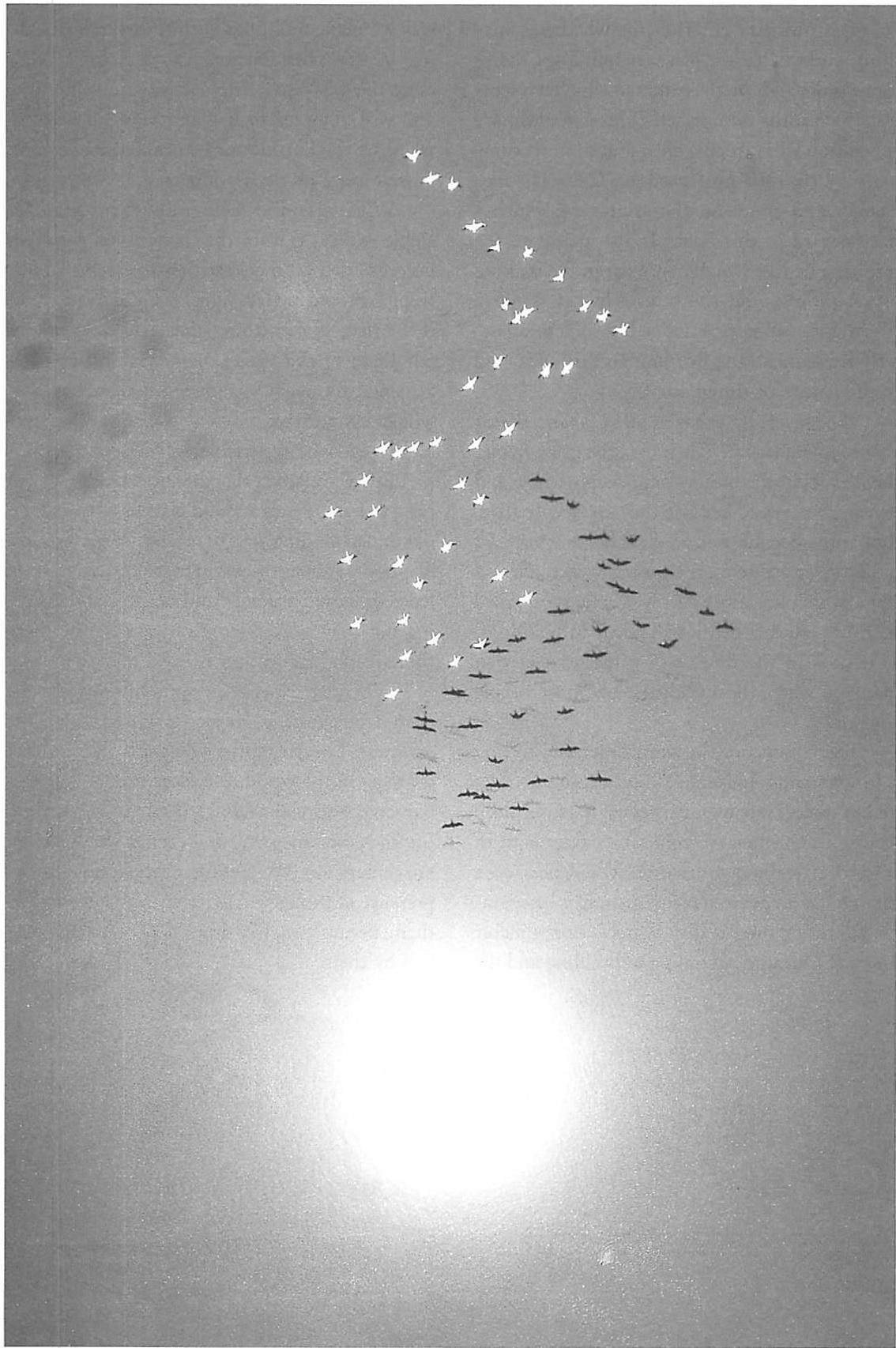 Migrating green flying in the sunlight