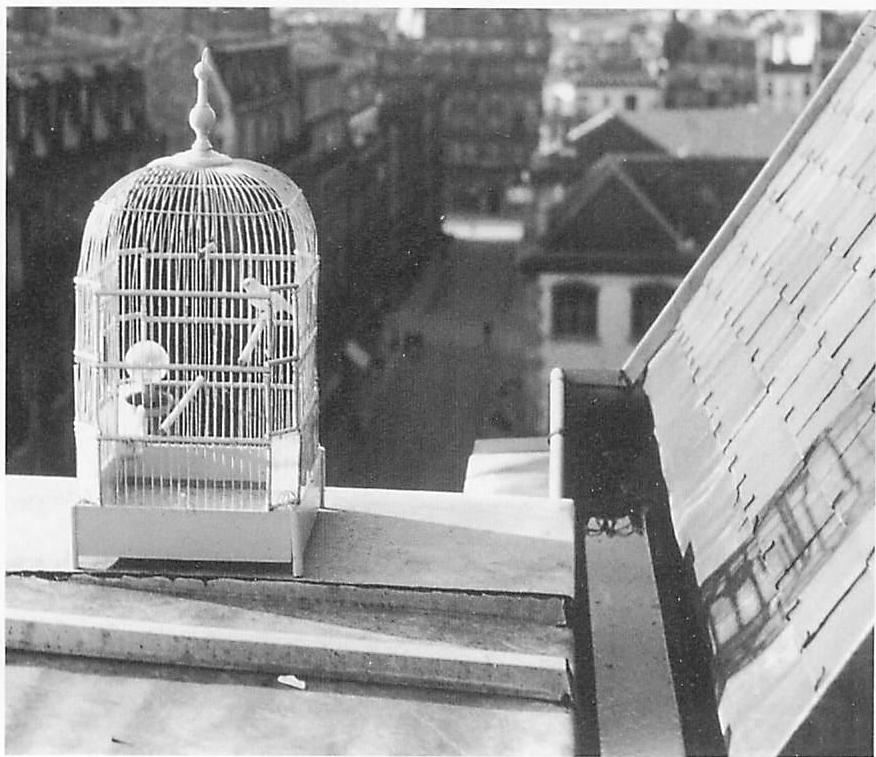 Letting the bird see the sun