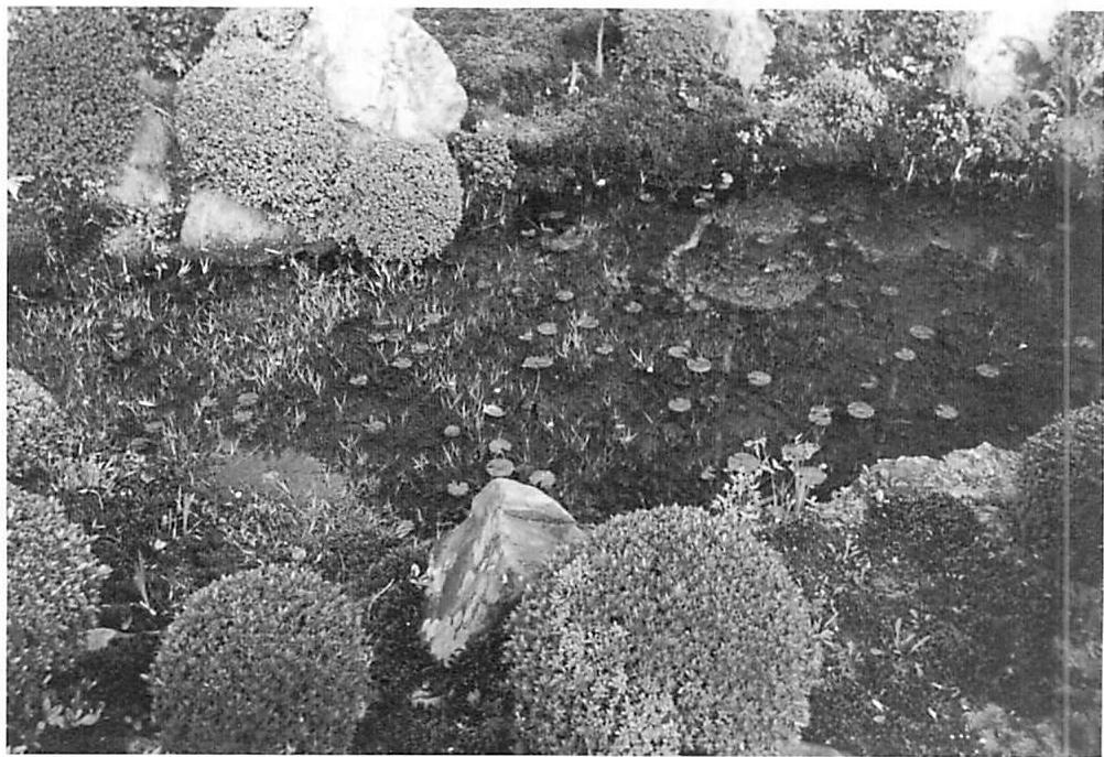 Recursive character of life visible in a fishpond